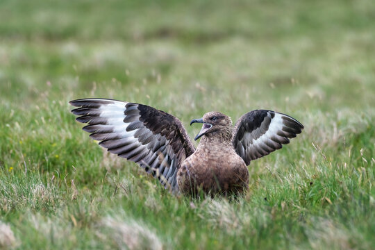 Great skua (Stercorarius skua) showing aggressive display  called 'long-call display', Hermaness National Scenic Area, Shetland, Scotland, UK. June. 