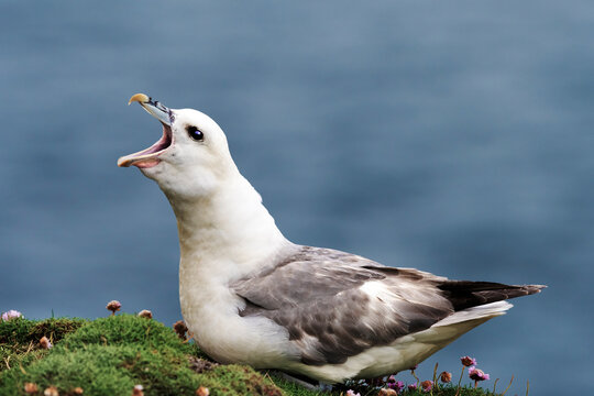 Fulmar (Fulmarus glacialis) perched on cliff top calling, head swaying with thickened neck - typical territorial behaviour, Shetland Islands, Scotland, UK. June. 