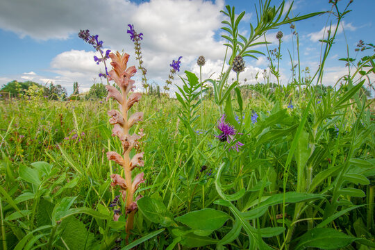 Clove-scented broomrape (Orobanche caryophyllacea) flowering, Nijmegen, The Netherlands. May. 