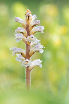 Common / Lesser Broomrape (Orobanche minor) in flower, Nijmegen, The Netherlands. May. 