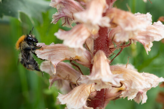 Common carder bumblebee (Bombus pascuorum) nectaring on Amethyst broomrape (Orobanche amethystea) flower, Nijmegen, The Netherlands. May. 