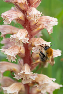 Common carder bumblebee (Bombus pascuorum) nectaring on Amethyst broomrape (Orobanche amethystea) flower, Nijmegen, The Netherlands. May. 