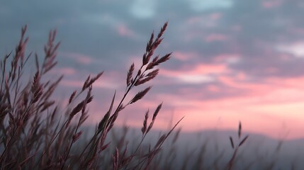 Obraz premium Serene grass stalks against a pastel colored sunset sky