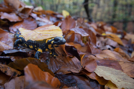 Fire salamander (Salamandra salamandra) on dried leaves, Hallerbos, Belgium. November. 