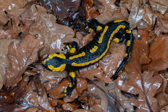 Fire salamander (Salamandra salamandra) on dried leaves, Hallerbos, Belgium. November. 