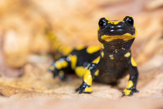 Fire salamander (Salamandra salamandra) portrait, Hallerbos, Belgium. November. 