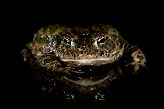Natterjack toad (Epidalea calamita) at night, portrait, Millingerwaard, The Netherlands. April. 