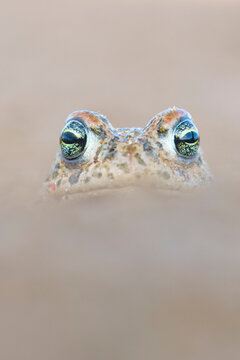 Natterjack toad (Epidalea calamita) portrait, Millingerwaard, The Netherlands. April. 