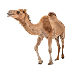 camel, png
