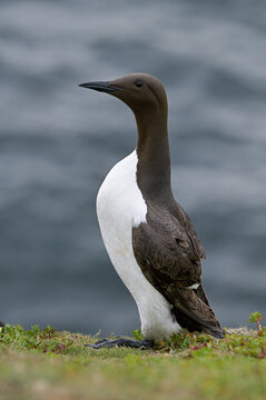 Common guillemot (Uria aalge) on sea cliff, portrait, Great Saltee Island, County Wexford, Republic of Ireland. June. 