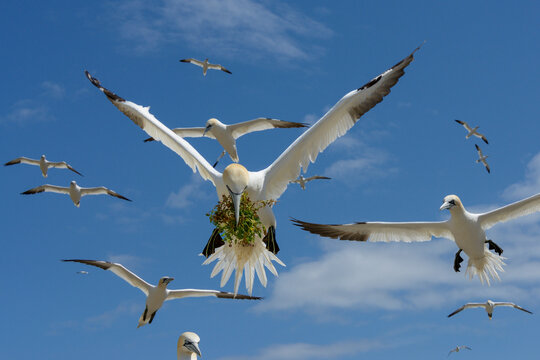 Northern gannets (Morus bassanus) flock in flight, one carrying nesting material in beak, Great Saltee Island, County Wexford, Republic of Ireland. June. 