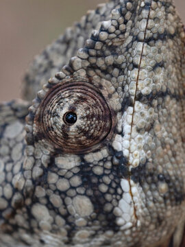 Oustalet's chameleon (Furcifer oustaleti) male, eye detail, Kirindy Forest, Madagascar. 