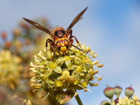 Hornet (Vespa crabro) feeding on Ivy flowers (Hedera helix), Wiltshire garden, England, UK. October. 