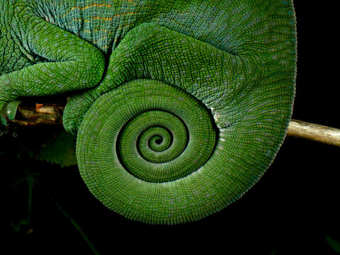 Coiled tail of juvenile Parson's chameleon (Chamaeleo parsonii), Andasibe-Mantadia National Park, Madagascar. 