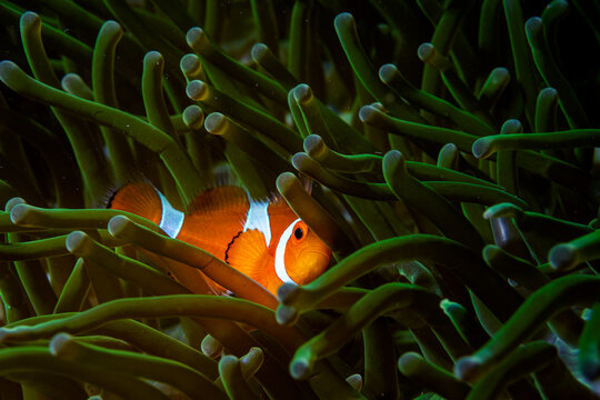 Western clown anemonefish (Amphiprion ocellaris) among tentacles of Magnificent sea anemone (Heteractis magnifica) host, Bunaken National Park, North Sulawesi, Indonesia, Pacific Ocean. 