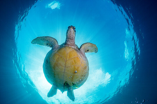 Green sea turtle (Chelonia mydas) swimming, portrait, Bunaken National Park, near Siladan Island, North Sulawesi, Indonesia, Pacific Ocean. Endangered. 
