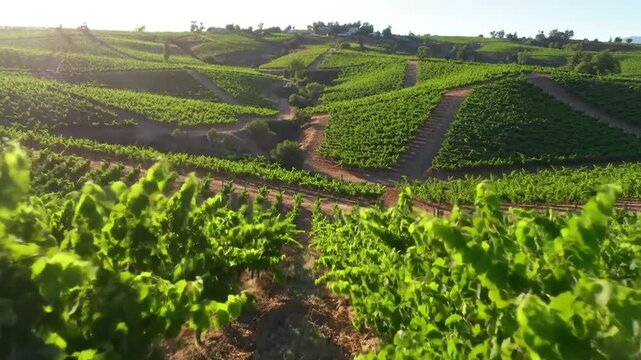 Vineyard rows on rolling green hills.