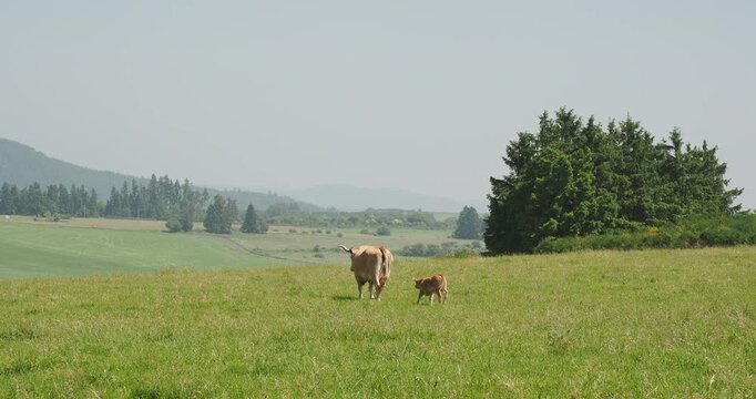Une vache de race blonde d'Aquitaine, race bovine allaitante &agrave; robe froment clair, suivie de son adorable petit veau traversant un champ dans un magnifique paysage d'Auvergne
