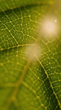 Close up of green leaf structure with sun light shining through.