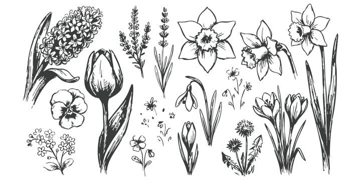 Hand drawn collection of spring flowers with tulip daffodil hyacinth and crocus illustrations