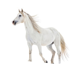 Obraz premium white horse, png