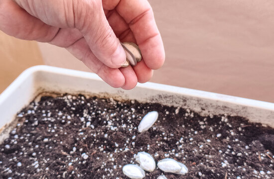 Pumpkin seeds pipian from Tuxpan, planted by hand in a seedling tray filled with nutrient-rich soil, ready to grow.
