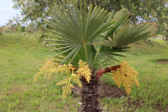 Flowering date palm in Divjaka-Karavasta National Park, Albania in Divjaka-Karavasta National Park, Albania