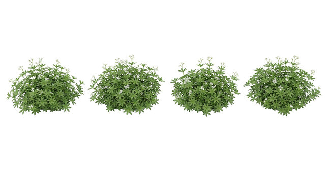 Galium odoratum, Sweet woodruff, Groundcover, Isolated, Plant, Herb, Foliage collection featuring four flowering bushes on a black background for professional garden design.