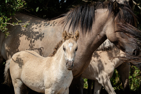 Wild Konik horse standing protectively beside a young foal in a natural woodland environment with dappled sunlight and soft shadows. The earthy brown tones of the mare contrast with the light creamy