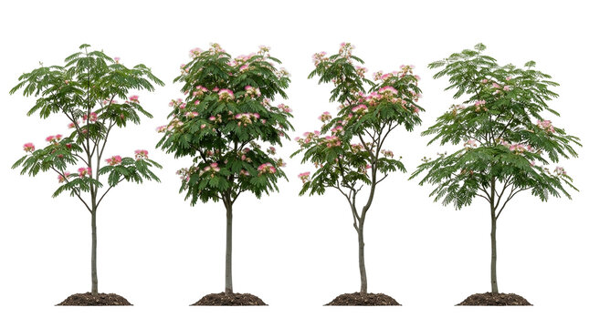 Persian silk tree, Albizia julibrissin, Mimosa tree, Pink flowers, Ornamental tree, Isolated, Black background collection of four flowering plants for garden and landscape design.