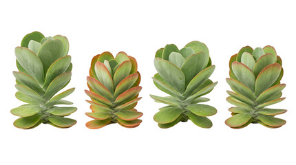 Fototapeta premium kalanchoe thyrsiflora, paddle plant, succulent, flapjack plant, desert cabbage, isolated on black, botanical display of four flapjack succulents with red-edged fleshy leaves.
