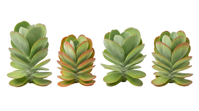 kalanchoe thyrsiflora, paddle plant, succulent, flapjack plant, desert cabbage, isolated on black, botanical display of four flapjack succulents with red-edged fleshy leaves.