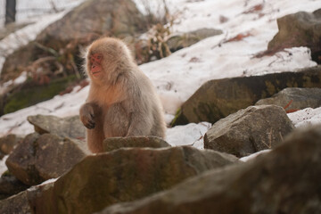 Snow monkey sitting on the rock and sunrise
