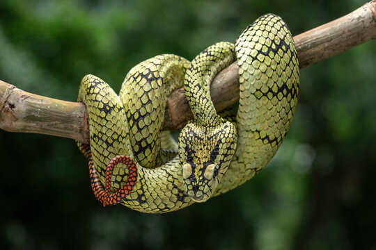 Sumatran tree viper (Trimeresurus sumatranus) is a species of venomous pit viper found in the tropical forests of Indonesia, Malaysia, and Thailand.