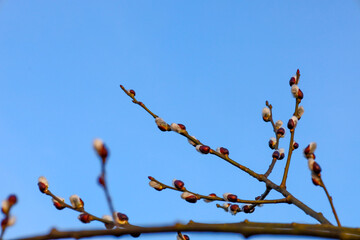 Thin willow branches with fluffy white catkins reach towards a clear blue sky. Sunlight emphasizes the soft texture of the buds and the reddish bark of the shoots, creating a delicate © Олег Струс