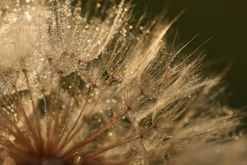 Dandelion seeds in sun backlight. Macro seed © Haletska Olha