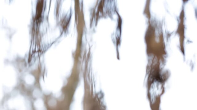 Spring bokeh against the background of a dry tree in early spring