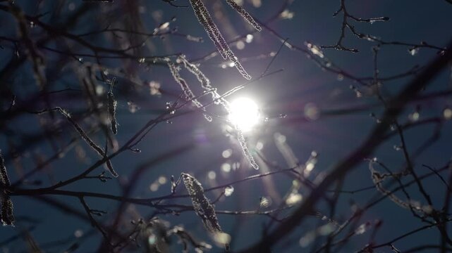 Isolated hazel branches against a blue sky swaying in the breeze, in slow motion. The hazelnut tree blooms in early spring.