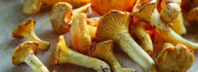 Pfifferlinge Pilze © eliasbilly