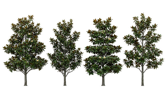 Magnolia, trees, isolated, flora, nature, southern magnolia, landscape set of four realistic Magnolia grandiflora trees with green leaves and white blossoms on black background.