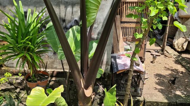 Majestic giant taro plant (Alocasia) with large green elephant ear leaves swaying in the garden against a rustic brick wall background.