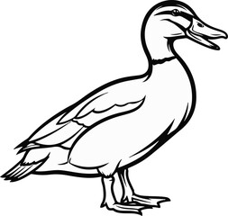 Fototapeta premium A black and white line drawing of a mallard duck standing and looking right