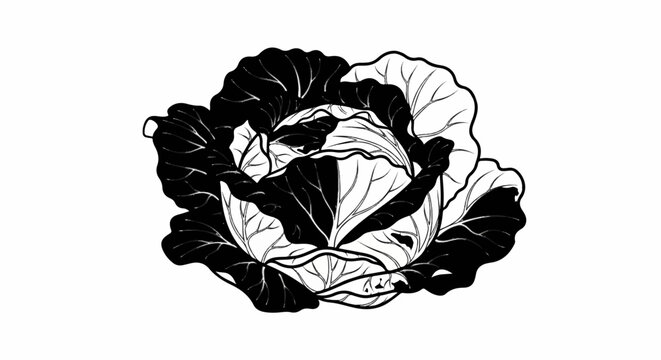 A striking black and white line drawing of a cabbage with contrasting leaves