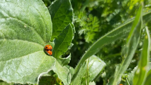 ladybug on green leaf