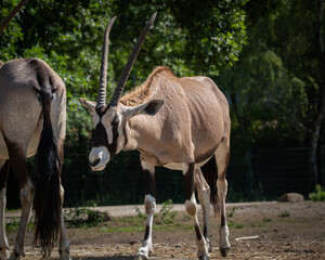 Naklejka premium Scimitar Horned Oryx with long curved horns and light tan coat standing on sandy ground in a natural outdoor enclosure. The elegant antelope shows distinctive black and white facial markings and