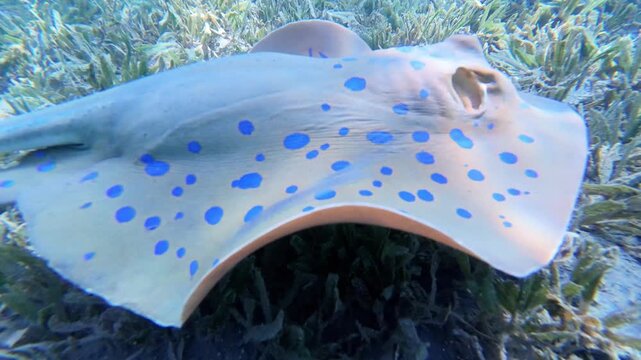 Close-up underwater footage of a Bluespotted Ribbontail Ray gliding gracefully over a seabed covered in seagrass. The video highlights its vibrant blue spots and elegant movement in crystal clear trop