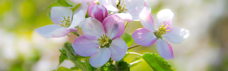 Obraz premium Apfelblühten im Frühling