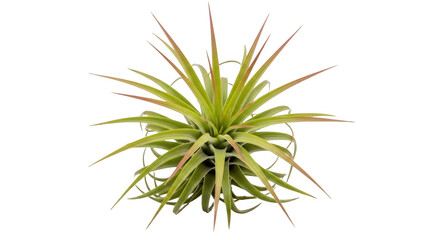 Fototapeta premium A close-up view of a vibrant green plant with long spiky leaves on a transparent background