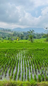 Rice terrace Bali