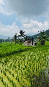Rice terrace Bali